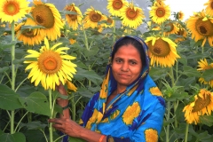 Sunflower-Cultivation